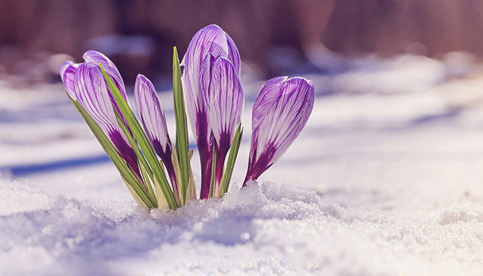 CrocusSnowLeft AdobeStock 425014879 700x400 1