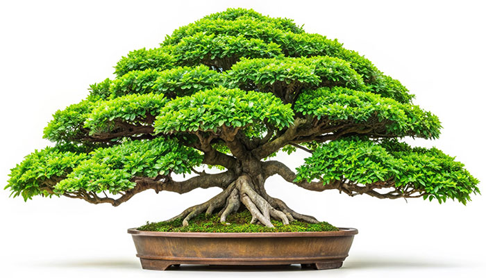 BonsaiWisdom AdobeStock 928734447 700x400